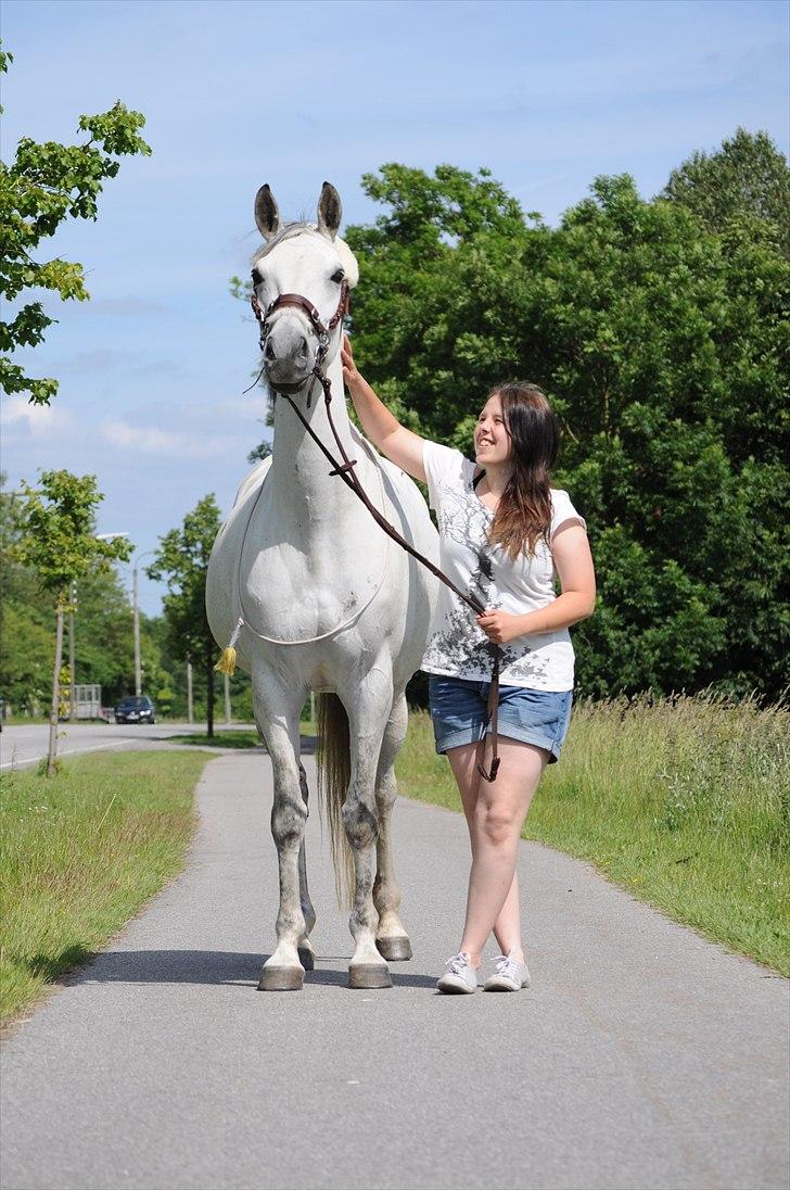 Trakehner Bint-Al-Hawa savnet!! - smuksak   (Foto JEM)   billede 7