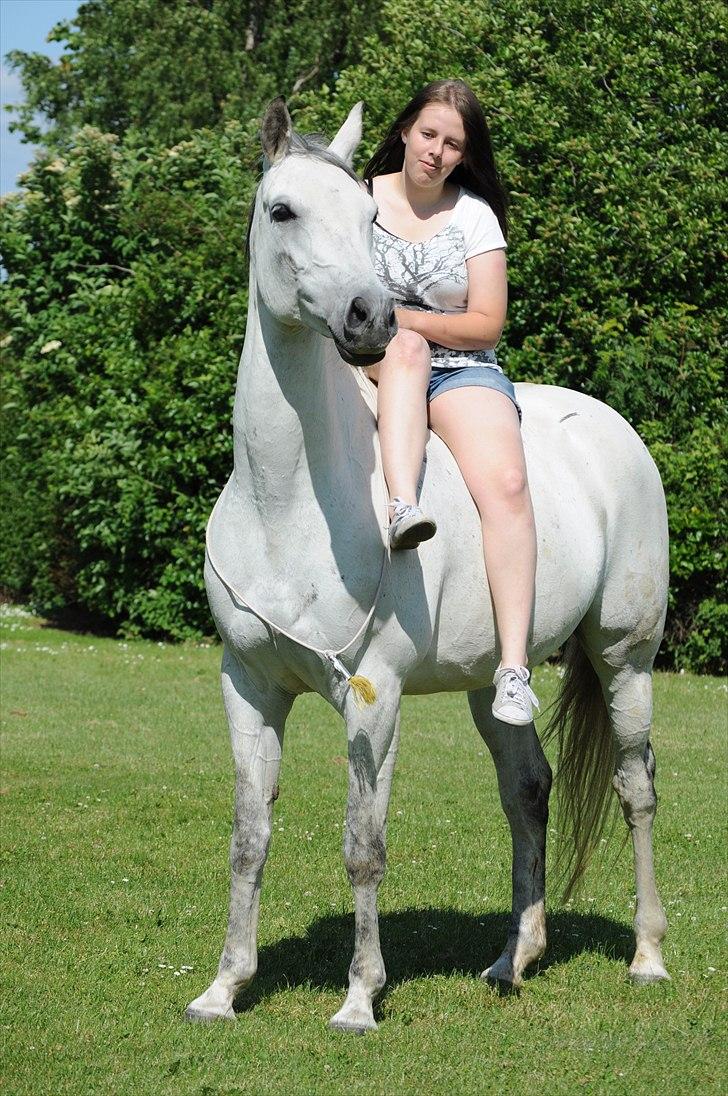 Trakehner Bint-Al-Hawa savnet!! - hvor er vi fine !!  (Foto JEM)   billede 11