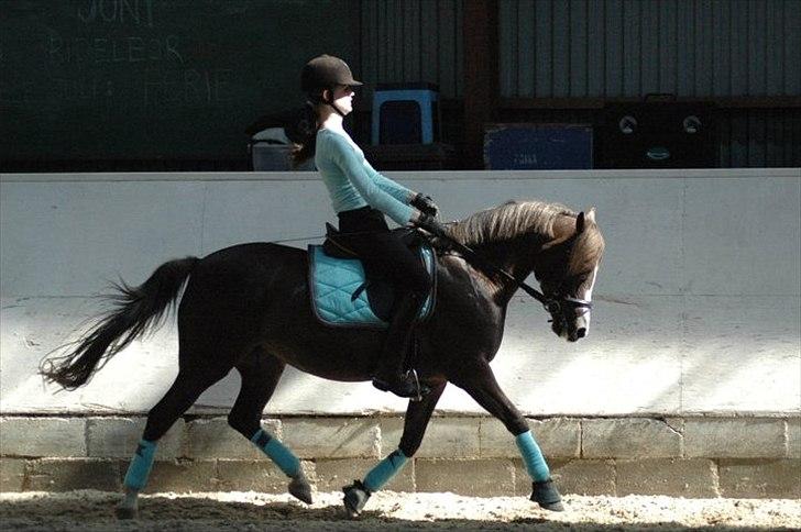 Hollandsk Sportspony •Challenge• billede 6