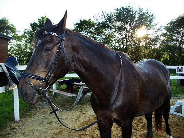 Anden særlig race Bella  billede 15