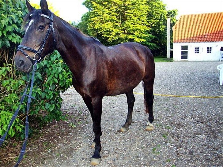 Anden særlig race Bella  billede 16