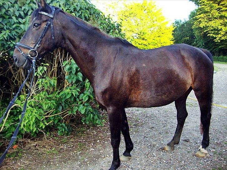 Anden særlig race Bella  billede 2