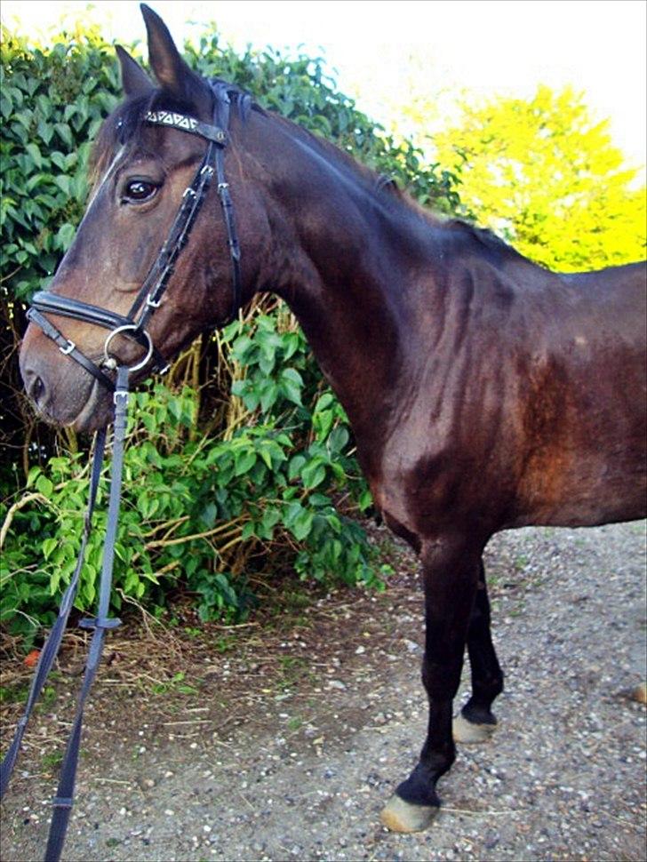 Anden særlig race Bella  billede 3