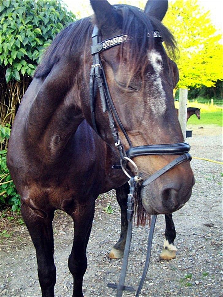 Anden særlig race Bella  billede 18