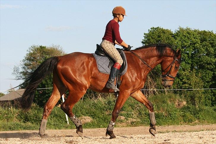 Tysk Varmblod Champion's Caspar - 20.05.2011 billede 4