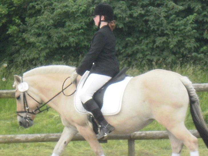 Fjordhest Luna *gl. part* <3 billede 17