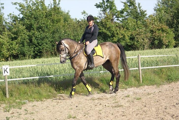 Holstener Ammeli billede 19