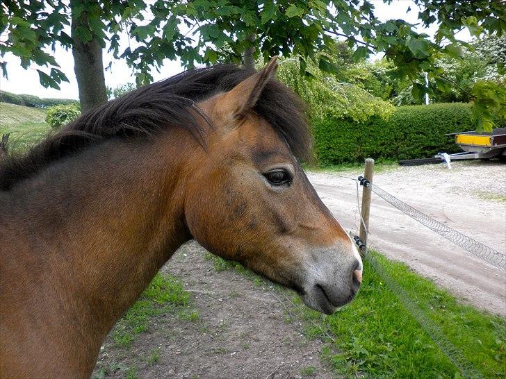 Anden særlig race Hansi *SOLGT* billede 2