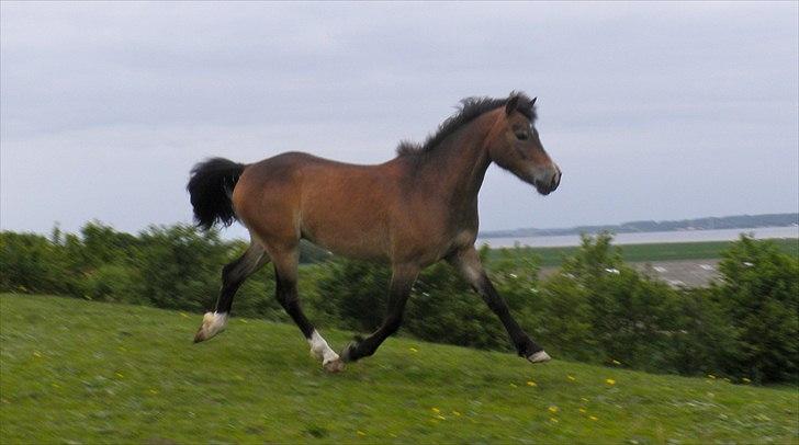 Anden særlig race Hansi *SOLGT* billede 3