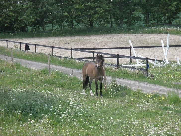 Anden særlig race Hansi *SOLGT* billede 4