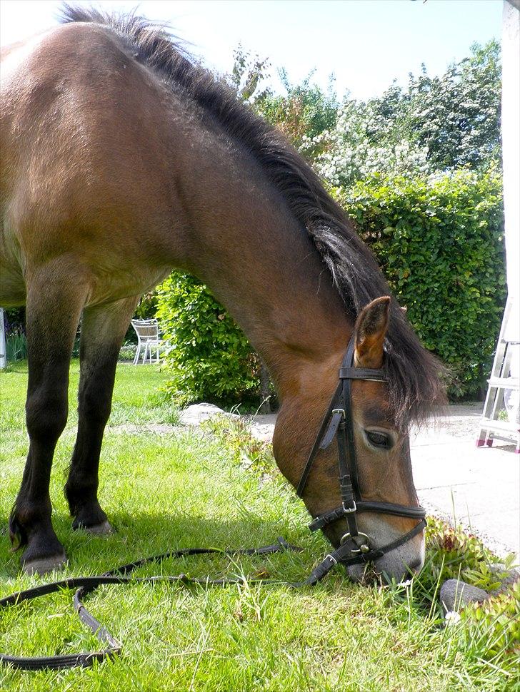 Anden særlig race Hansi *SOLGT* billede 5