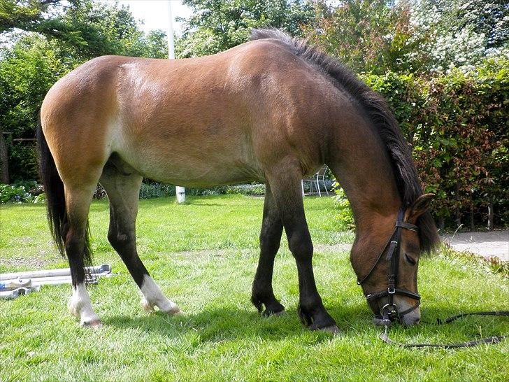 Anden særlig race Hansi *SOLGT* billede 6