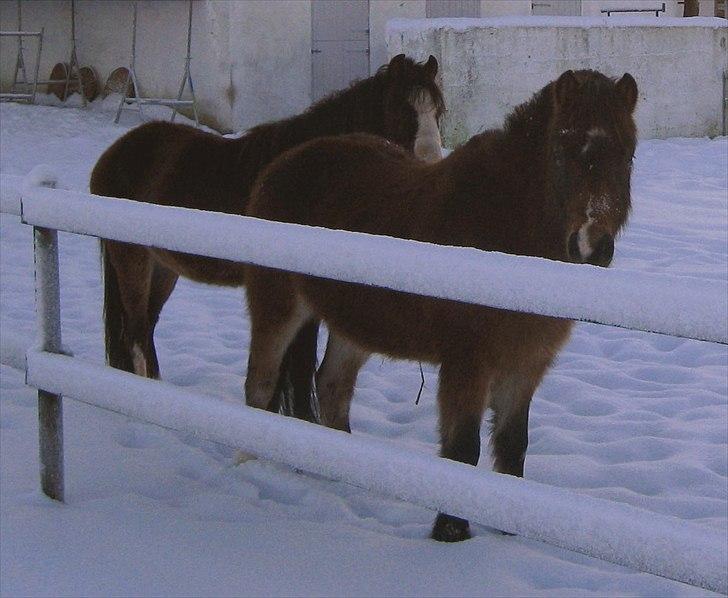Anden særlig race Hansi *SOLGT* billede 7