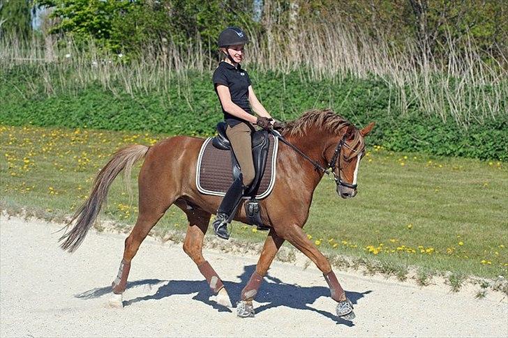 Anden særlig race Sunlight - fotograf: Mie Thorup Poulsen billede 14