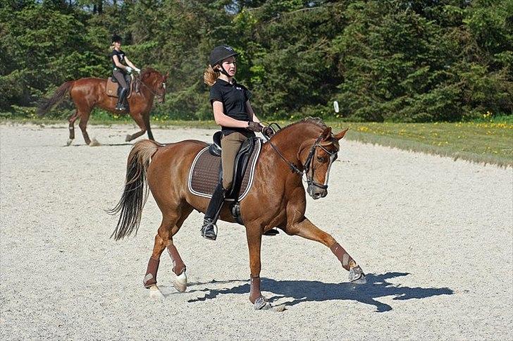 Anden særlig race Sunlight - fotograf: Mie Thorup Poulsen billede 10