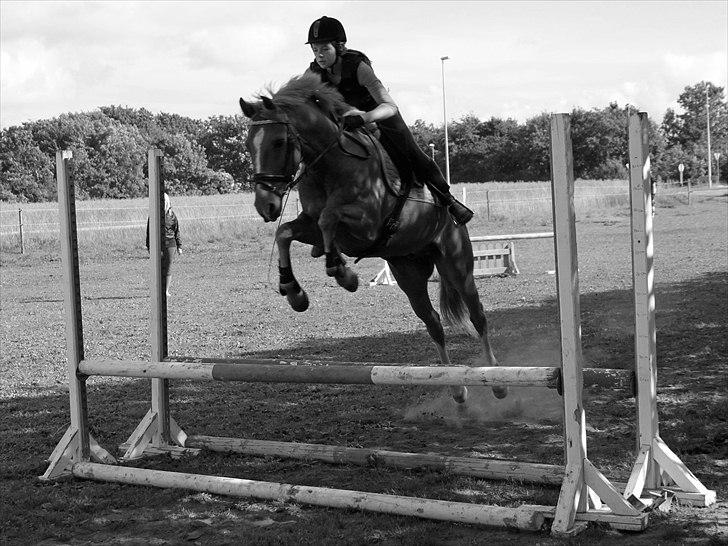 Anden særlig race Salsa billede 18