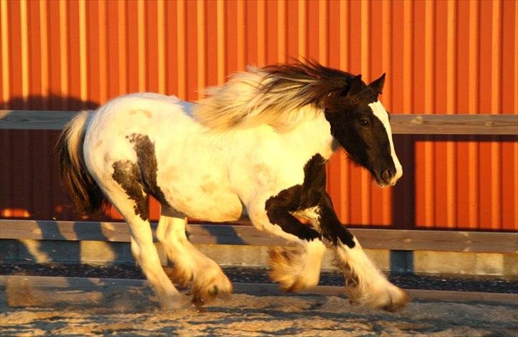 Tinker Lady Harmonie<3 (træner) - En prinsesse med fart på :-D billede 19