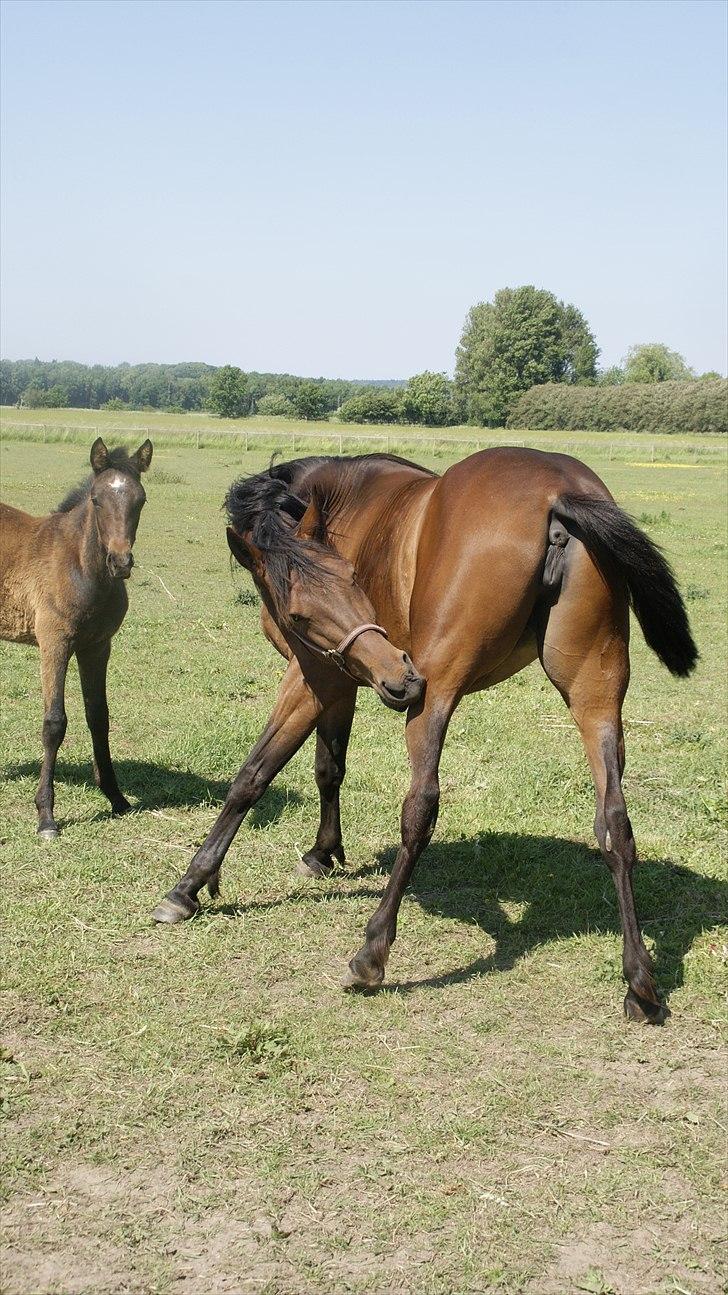 Traver Orlov Pacific Ocean  *solgt* - 4 år. billede 19