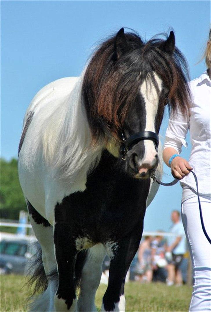 Tinker Lady Harmonie<3 (træner) - Til Roskilde :-D billede 20