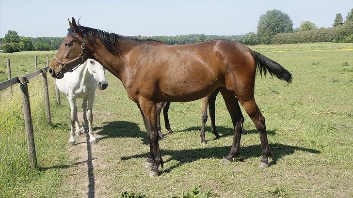 Traver Orlov Pacific Ocean  *solgt* - 4 år billede 20