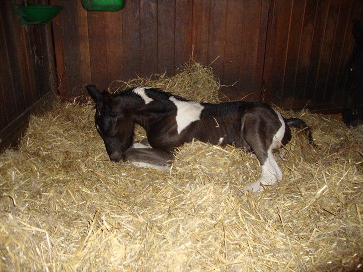 Tobiano Friesian Lancelot 1 PRÆMIE VED KÅRINGEN 24 marts 2012 bilun billede 10