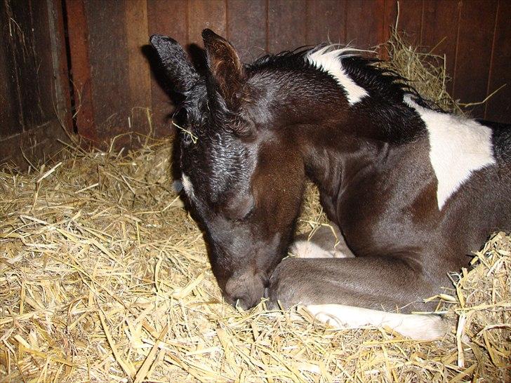 Tobiano Friesian Lancelot 1 PRÆMIE VED KÅRINGEN 24 marts 2012 bilun billede 11