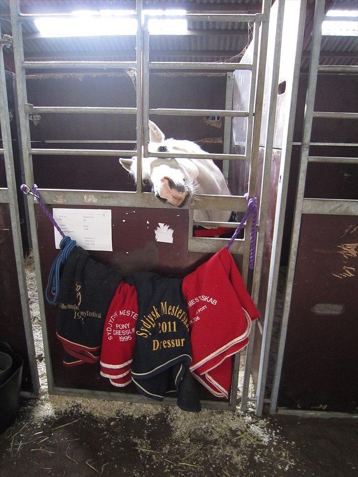 Anden særlig race Julius, **A-PONY** - Julle i sin boks til landsstævne i birtittelyst:) billede 11