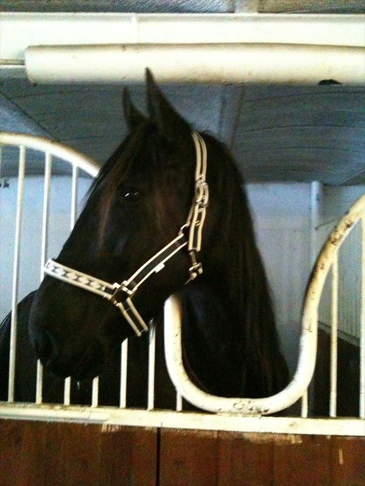 Frieser Søndergaards Kenai - 16.2.10 billede 1