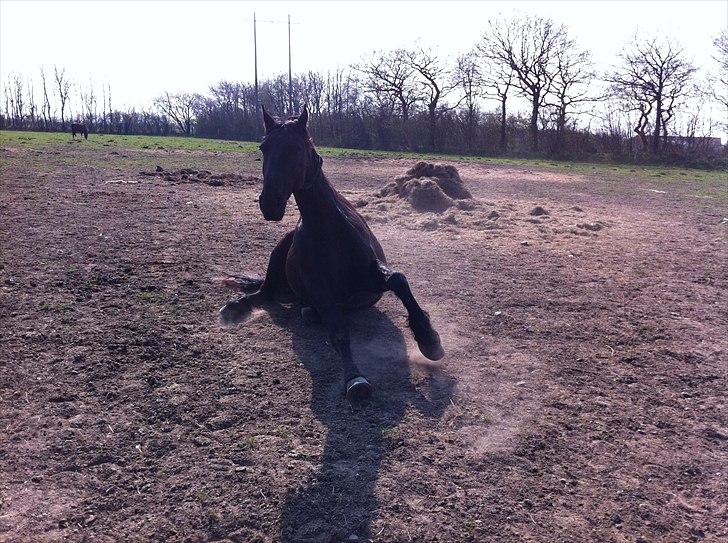 Frieser Søndergaards Kenai - 21.4.11 billede 18