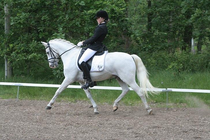 Anden særlig race Julius, **A-PONY** - Landsstævne i Birgittelyst billede 12