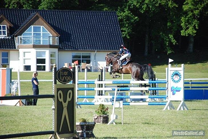 Dansk Varmblod Kito V - Morsø 2011 LA1* :) Fotograf: Maibritt billede 19