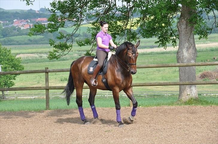 Dansk Varmblod Enormous Amadæus billede 18