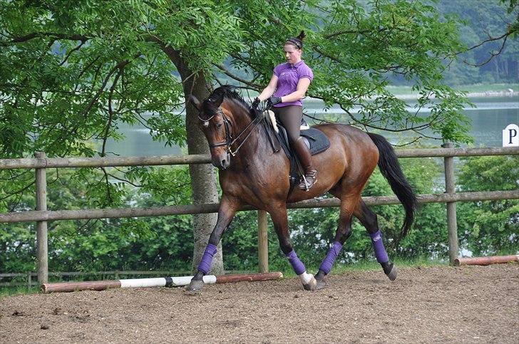 Dansk Varmblod Enormous Amadæus billede 19
