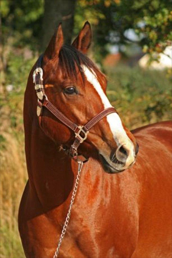 Quarter Sweet Doc Herman billede 1