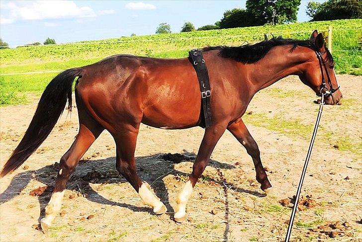 Anden særlig race Cosmo - Nu med trense og gjord billede 9