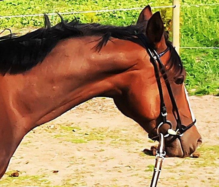 Anden særlig race Cosmo - Min smukke smukke dreng  billede 8