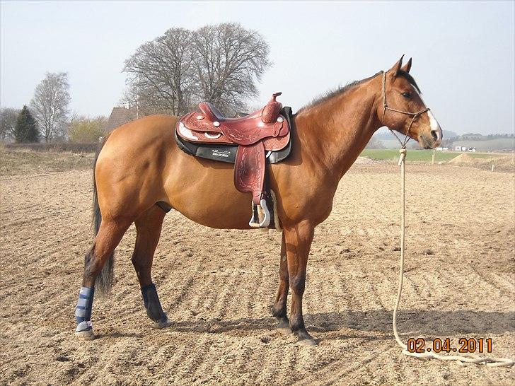 Quarter Sweet Doc Herman - kort efter jeg fik ham hjem billede 4