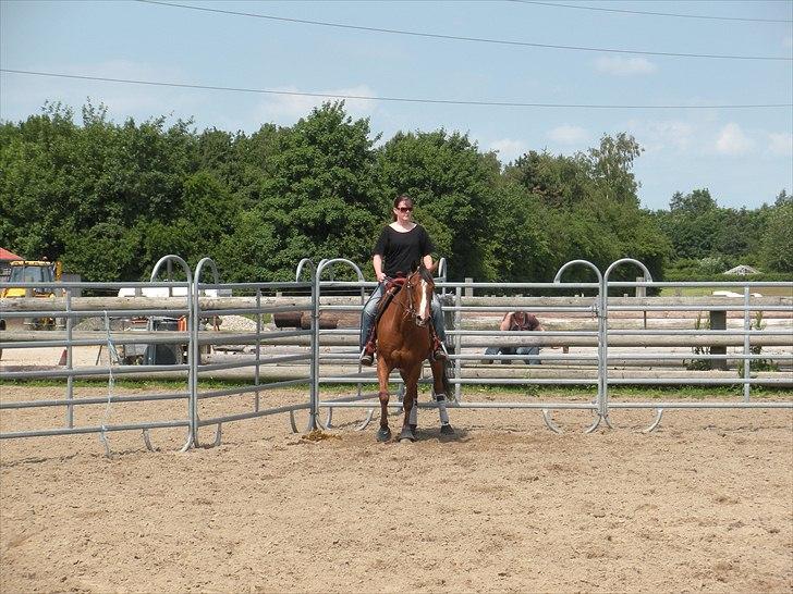 Quarter Sweet Doc Herman billede 5