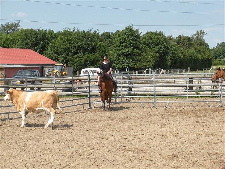 Quarter Sweet Doc Herman billede 6