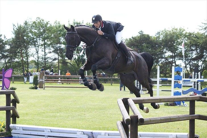 Dansk Varmblod Alexus Rose billede 15