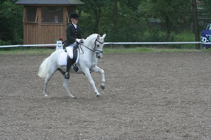 Anden særlig race Julius, **A-PONY** - Landsstævne i Birgittelyst  billede 13