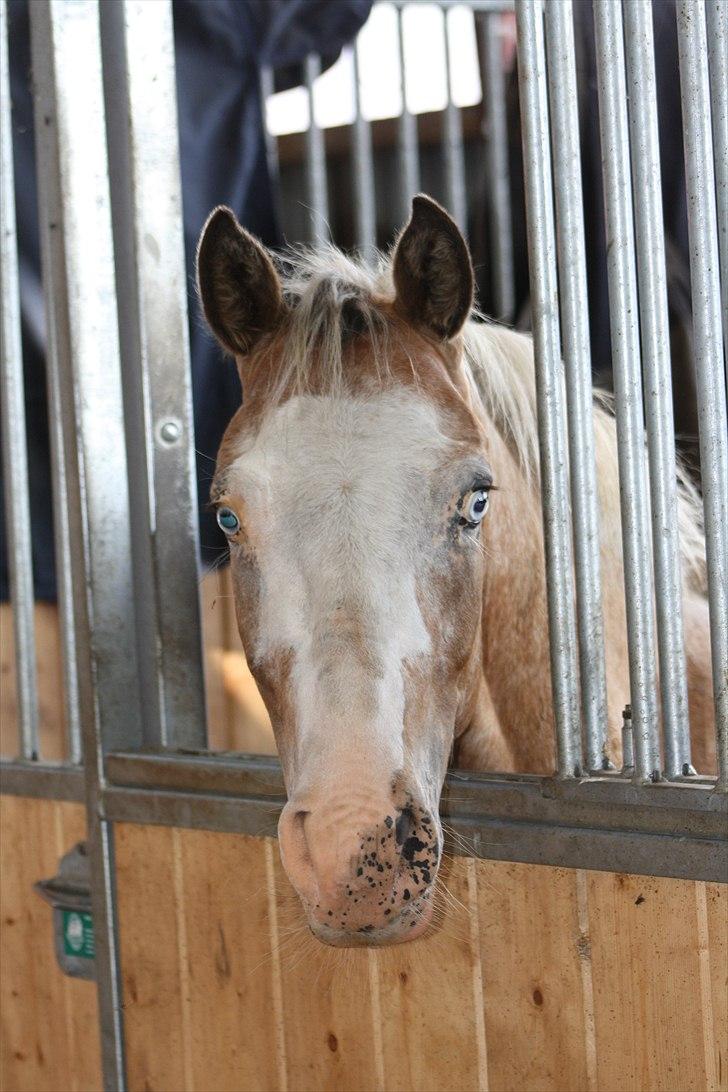 Anden særlig race Roosgårdens Cosmopolitan *Udlånt* billede 20