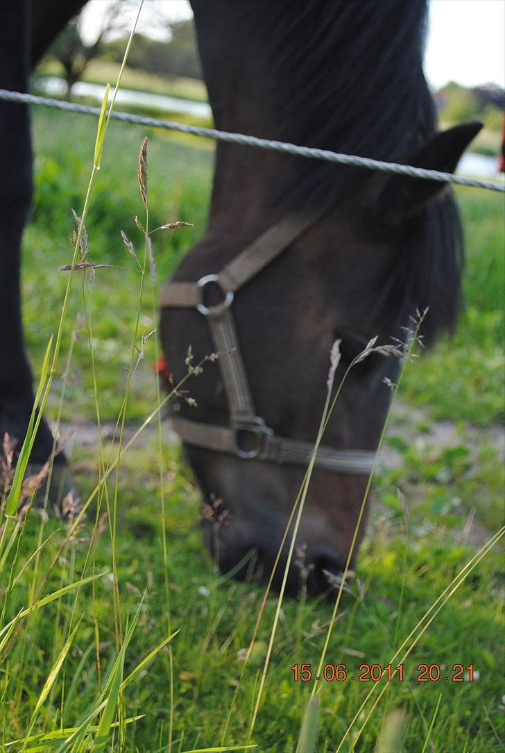 New Forest Riddersholms Silke  - Græser billede 18