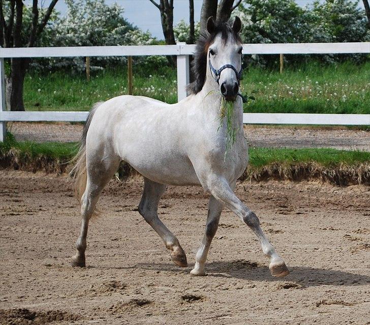 Welsh Pony (sec B) AHLEGAARDS BAHLOU B-PONY {L} - Fotograf: Katrine Møller. billede 17