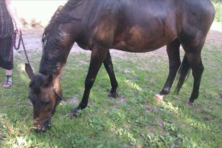 Trakehner Pari Poll <3SOLGT&SAVNET!!<3 - Våd hest.. men tror han nød det billede 14