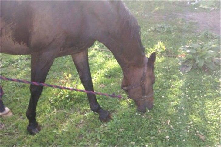 Trakehner Pari Poll <3SOLGT&SAVNET!!<3 - Så spises der græs :D
Gider ikke med fra fold billede 7