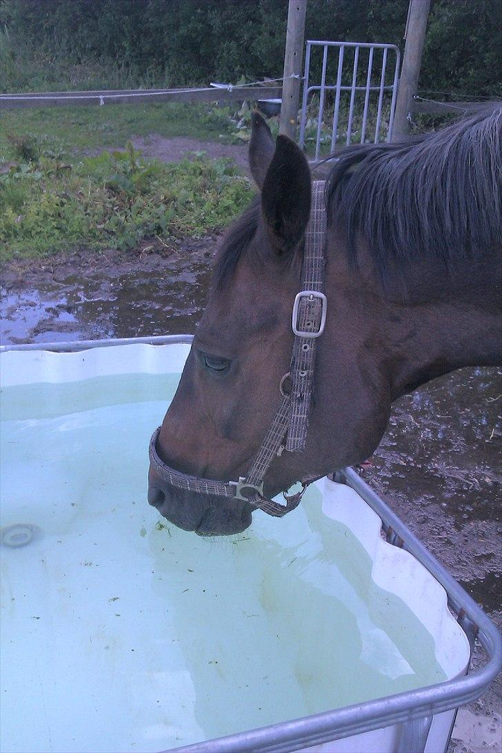 Trakehner Pari Poll <3SOLGT&SAVNET!!<3 - Min vand hest.. Lidt tørstig blev man efter turen :) billede 15