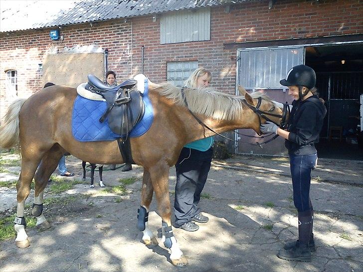 Hollandsk Sportspony Lodius |Smørblomst|<3 - Et billede fra anden gang jeg besøgte ham :'-) ♥
 billede 15
