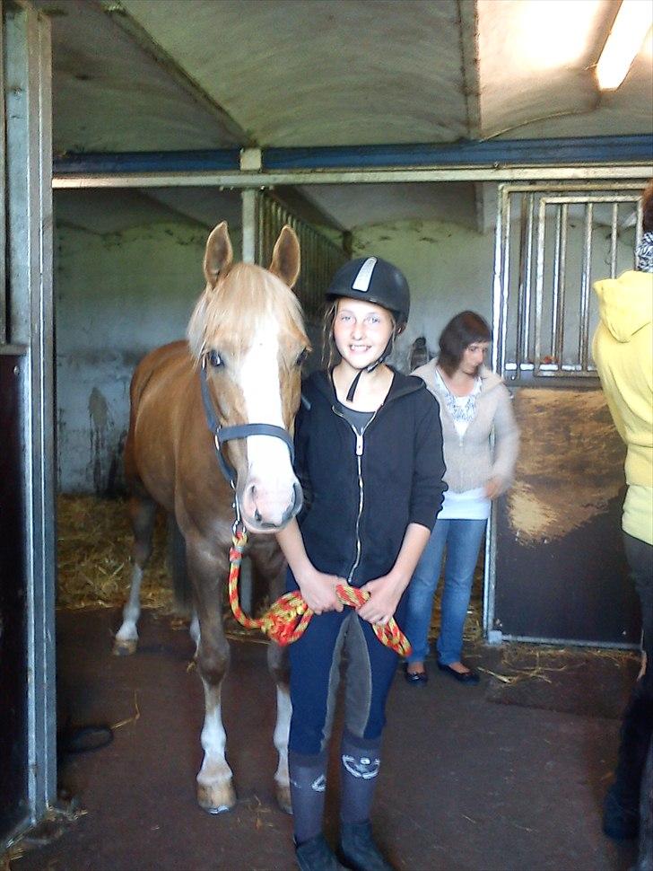 Hollandsk Sportspony Lodius |Smørblomst|<3 - Da vi hentede ham :') ♥
 billede 12