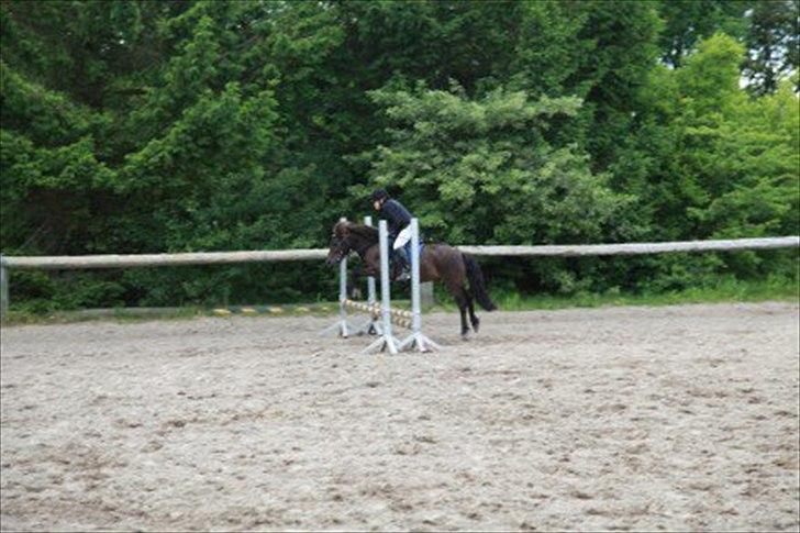 Anden særlig race Oskar - stævne Foto mollie billede 3